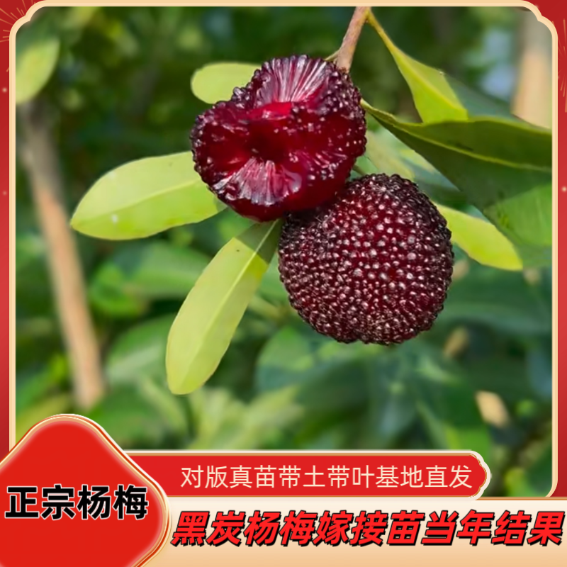 东魁杨梅杨梅嫁接苗水晶杨梅黑炭杨梅树树苗大果果树南北方种