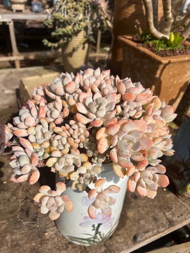 精品多肉蜜桃格林老桩