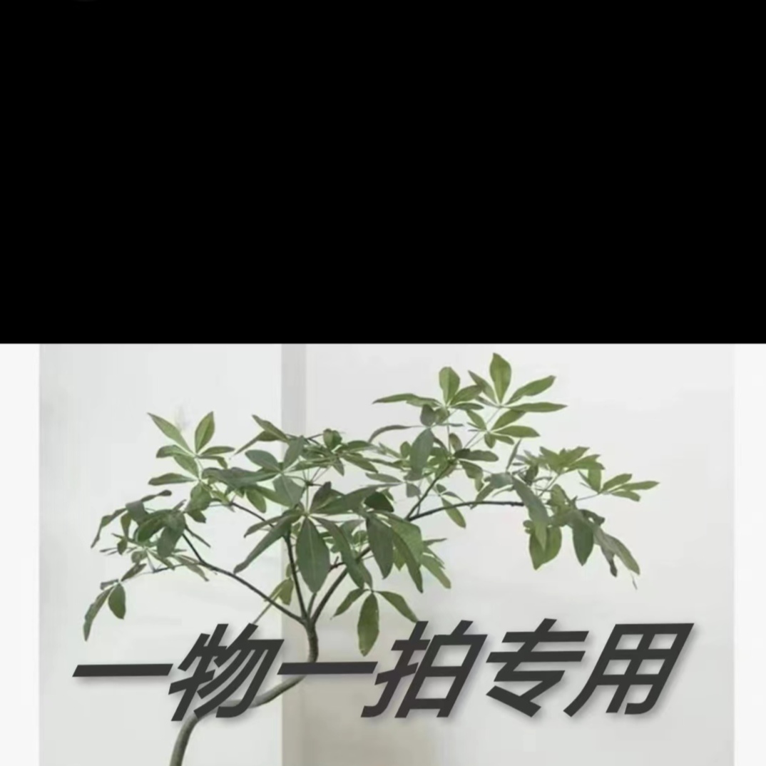 直播间一物一拍链接，流泉枫，密叶猴耳，蓝天竹，鸭脚木，绿宝树