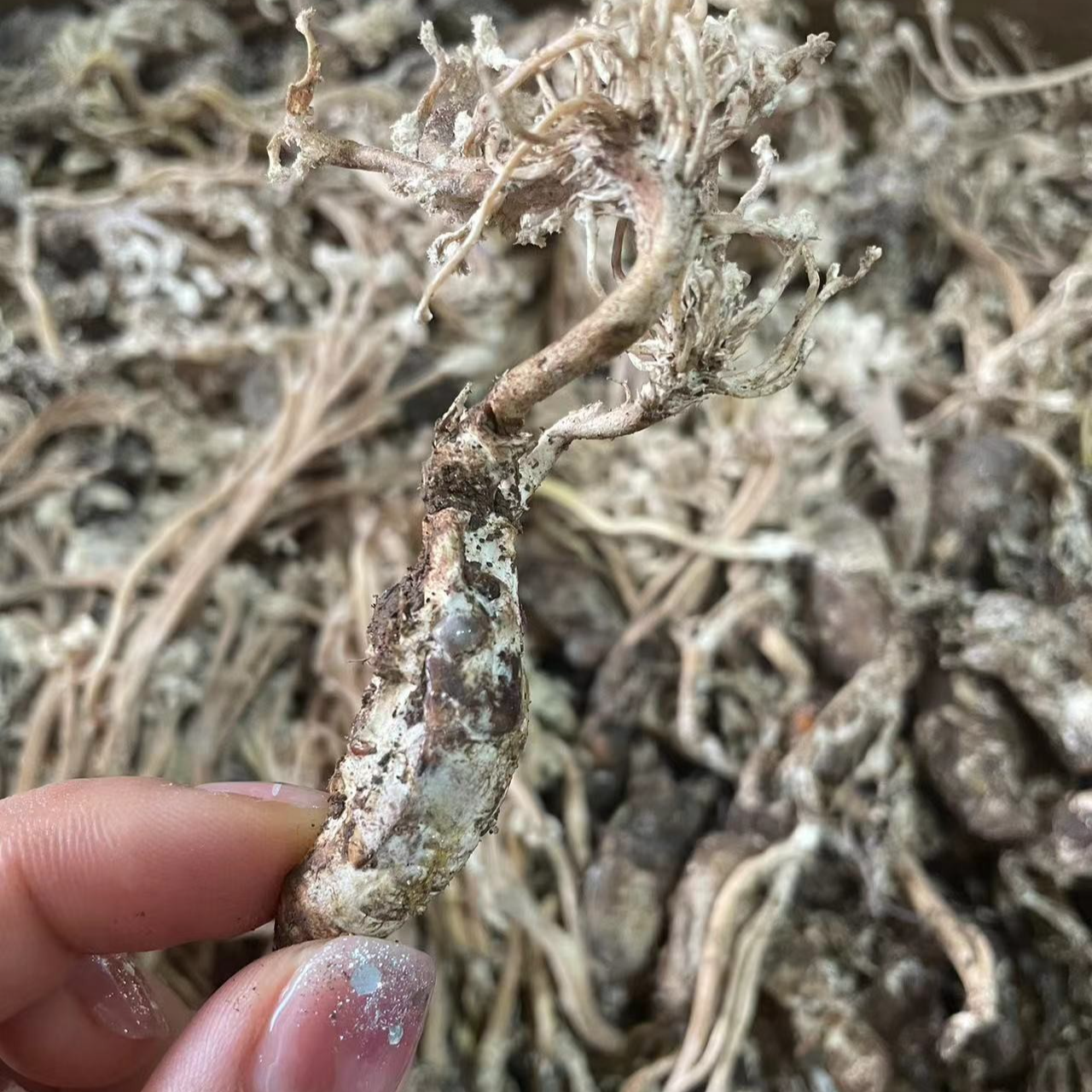 【山货】现收农家干货特产食用农产品————220——————