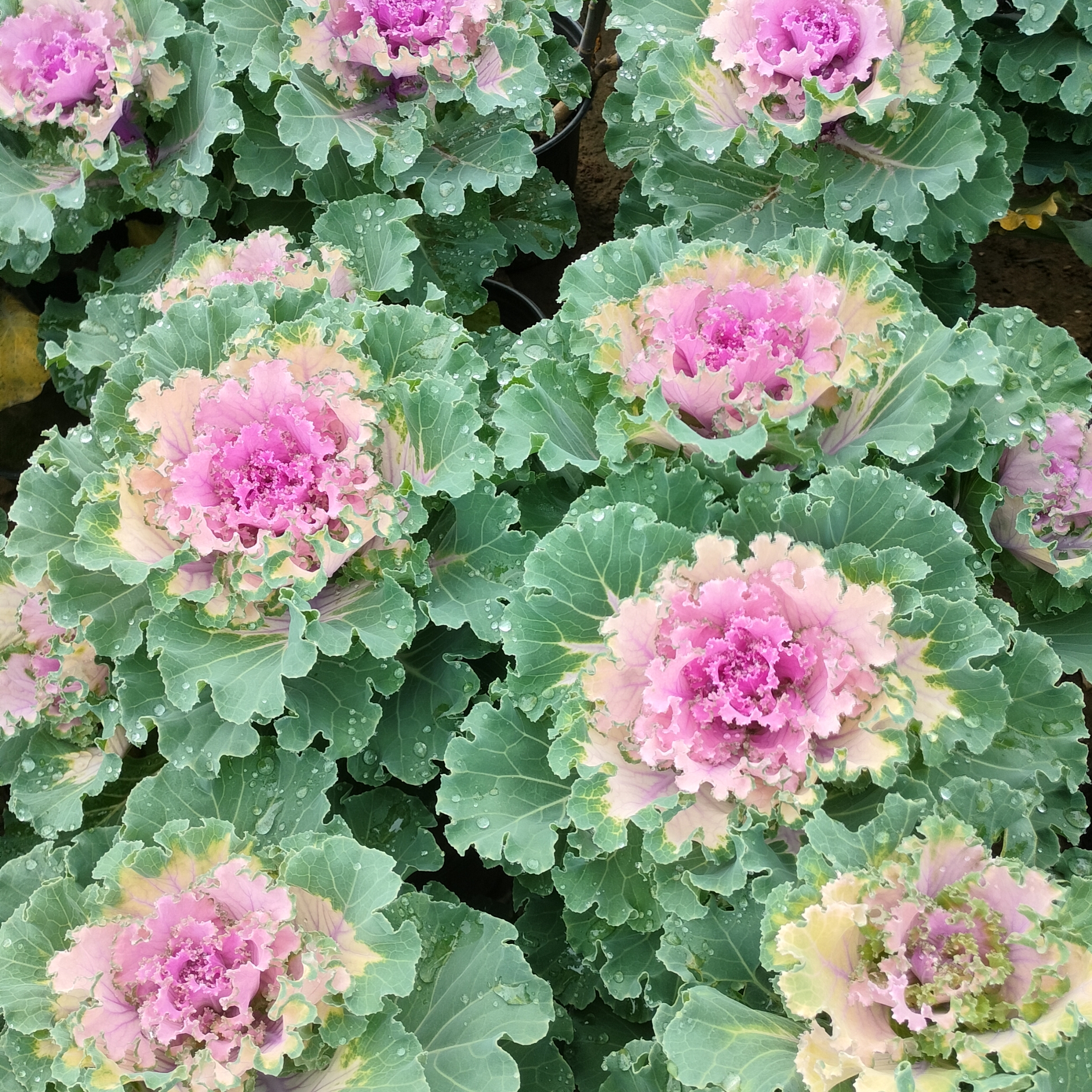 羽衣甘蓝褶裙系列多头