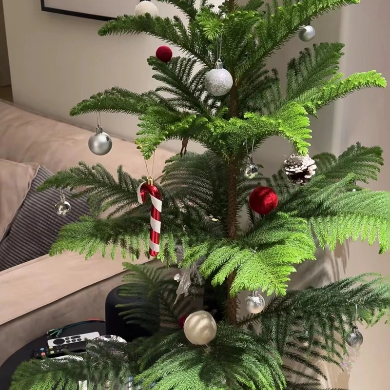 真的圣诞树南洋杉树过年春节室内室外绿植好养好活冬天耐寒