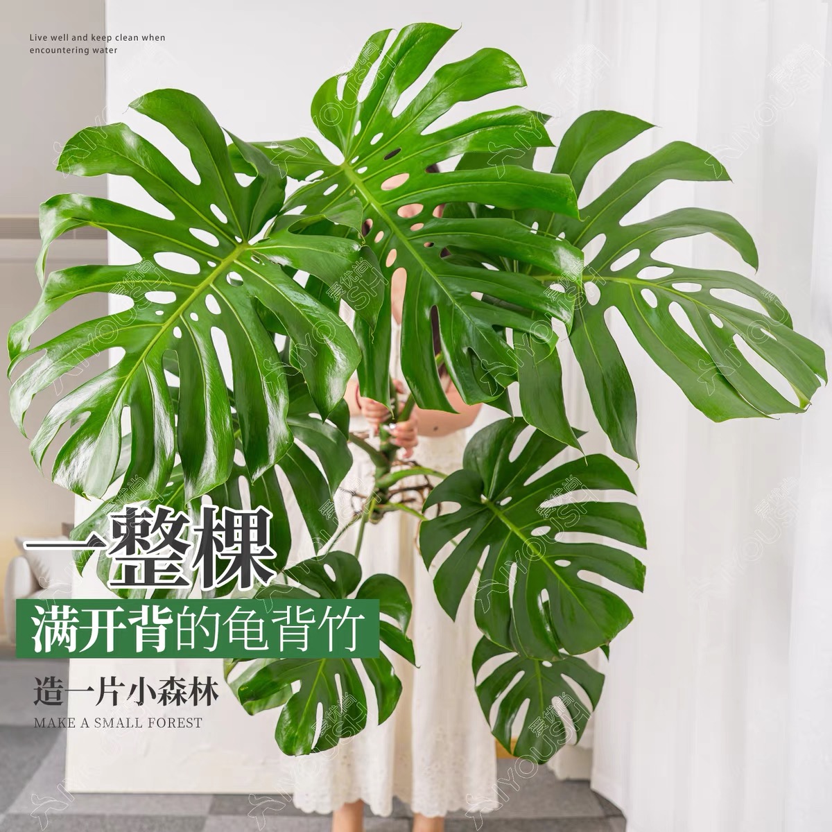 带地栽根老桩龟背竹水培土培室内易活净化空气绿植盆栽大盆栽状元