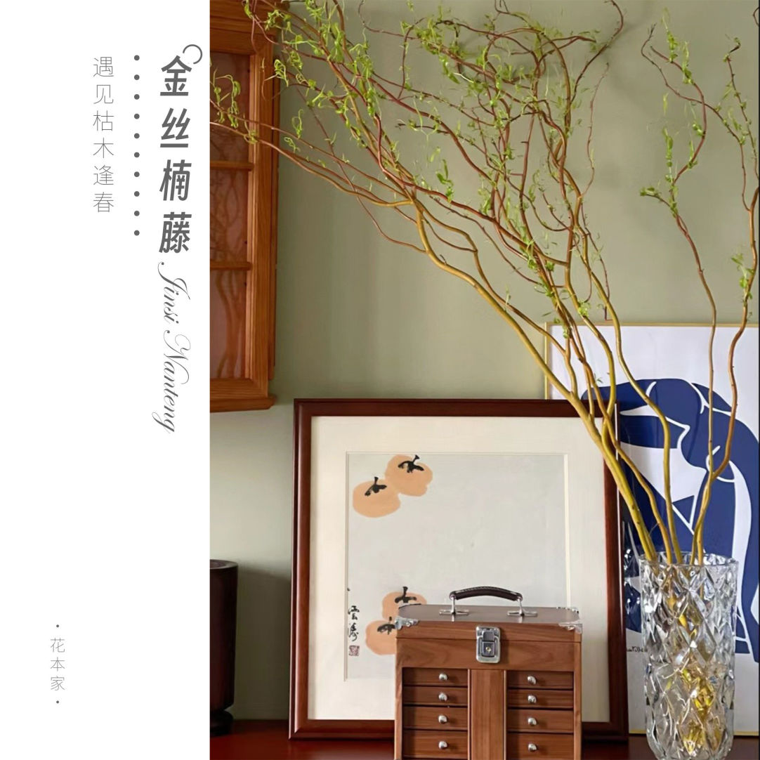 【顺丰包邮]进口金丝楠藤|高端懒人绿植进口金丝楠藤5枝+天堂鸟2枝