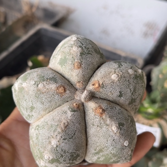 0466福利大恩中仙人球