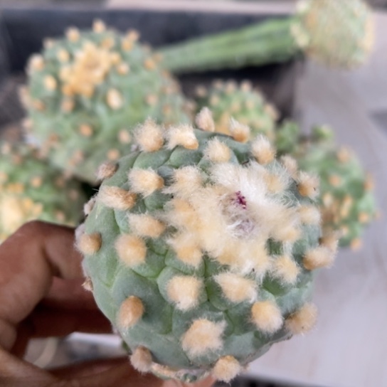 108金毛白肌仙仙人球