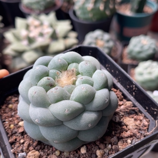 537自根白肌大优仙仙人球