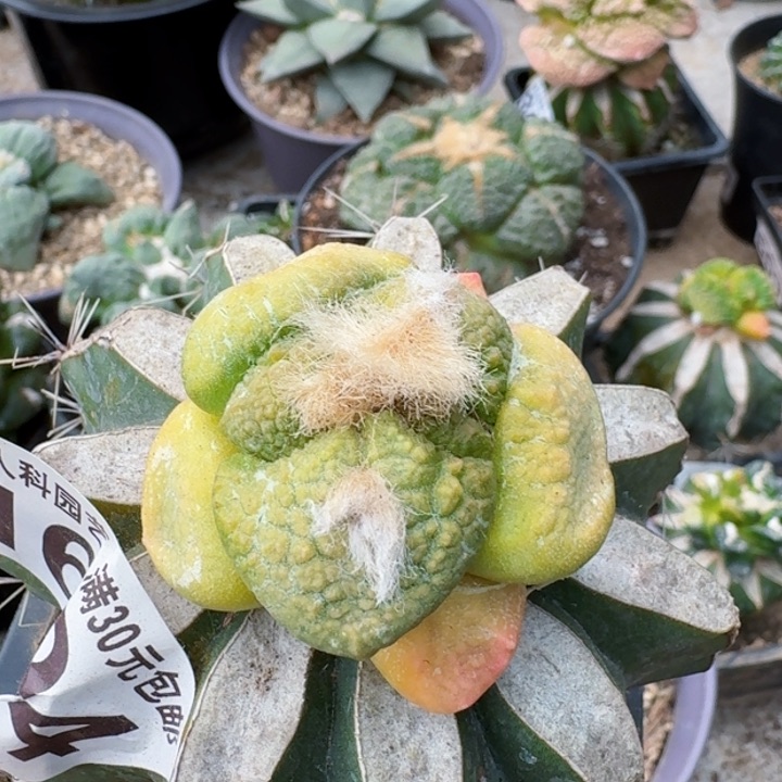 1694光面连山牡丹锦