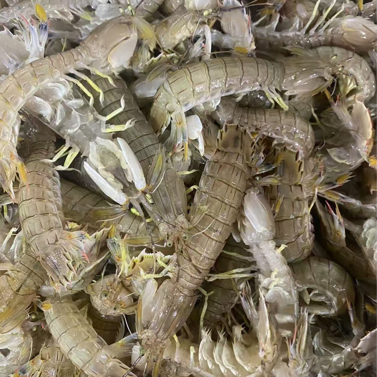 鲜活黄毛虾虎1斤2斤装
