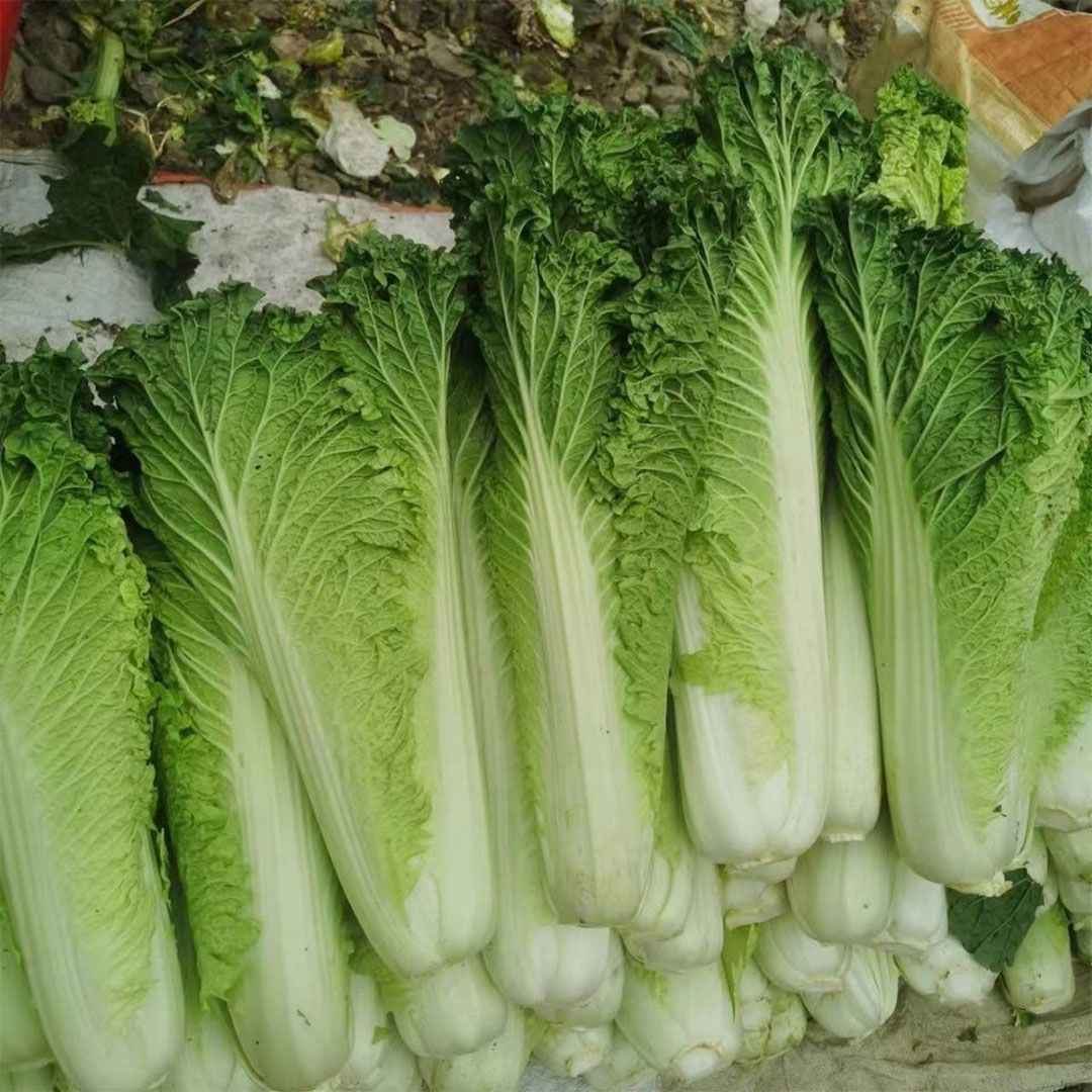 贵州本地青口白露天种植口感清甜