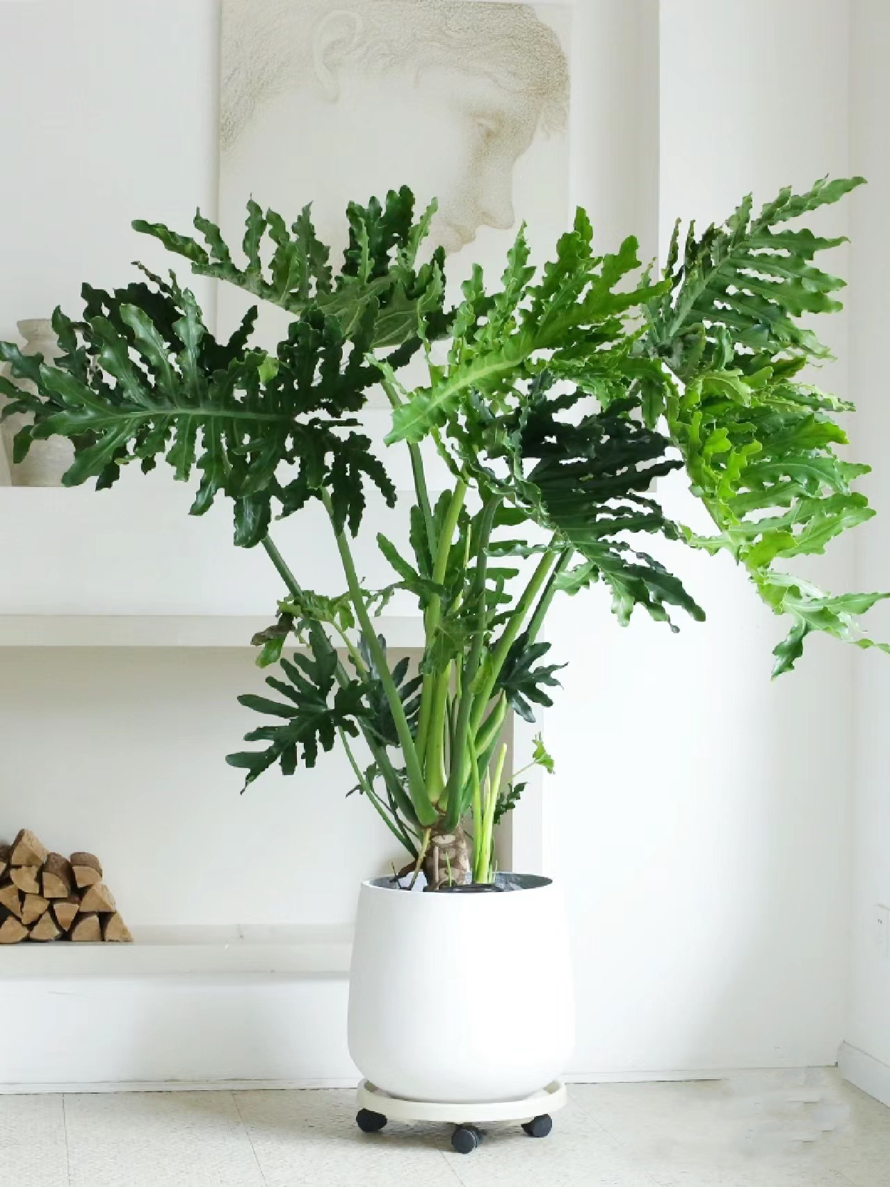 龙鳞春雨室内大型绿植落地盆好养活四季常青仅供直播间一物一拍