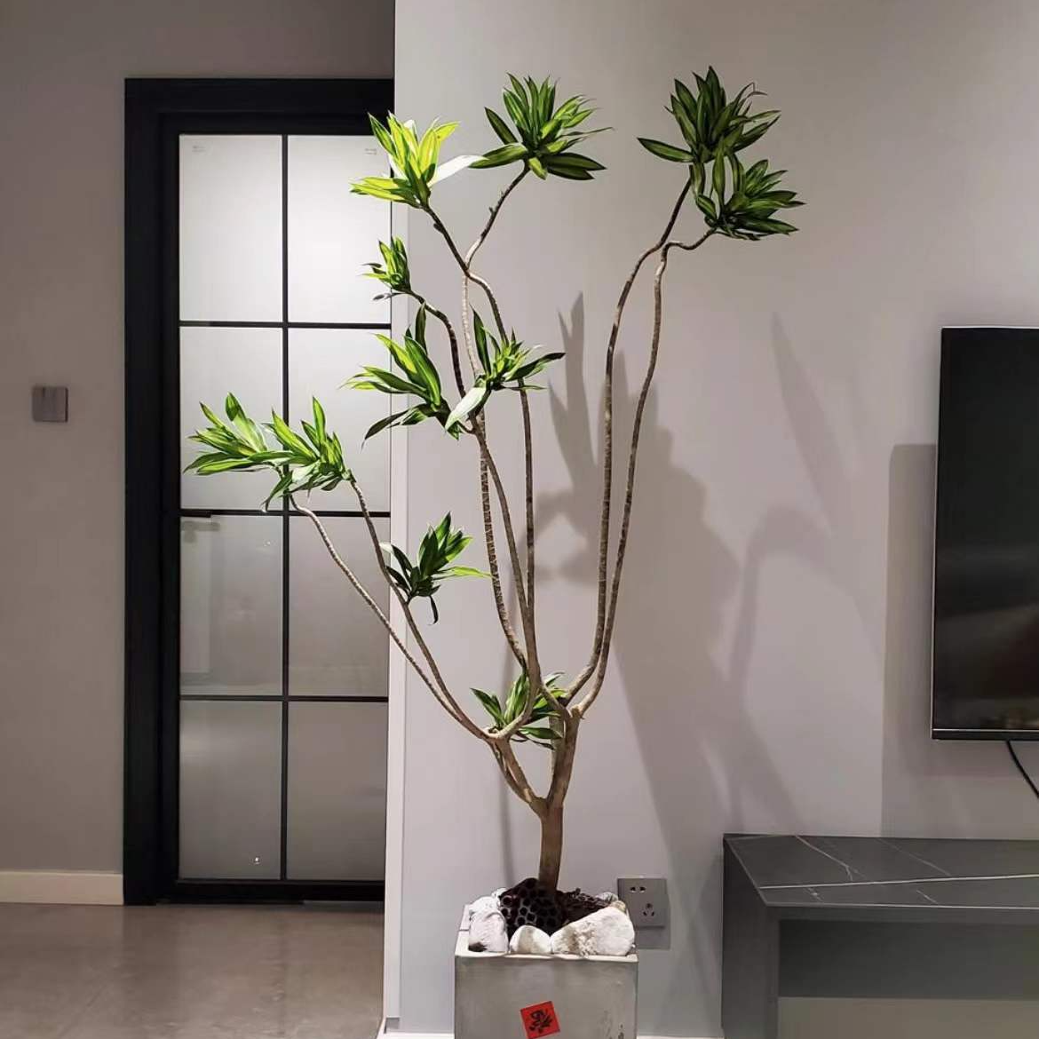 金心百合竹 大盆栽室内好养植物北欧风大型客厅办公室美观简单