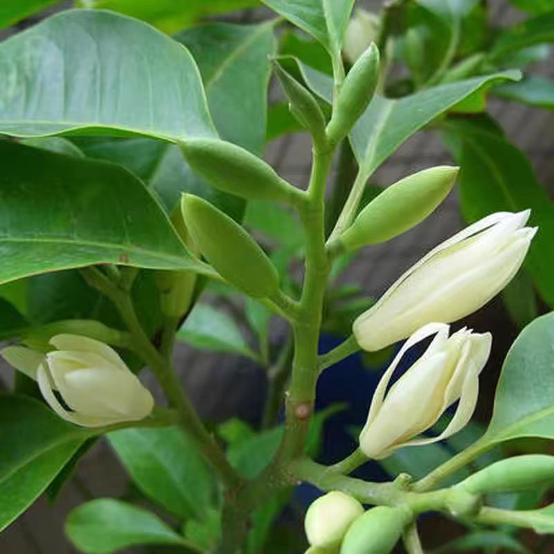正宗广东白玉兰黄角兰四季开花庭院阳台植物室内精品白兰花盆栽苗