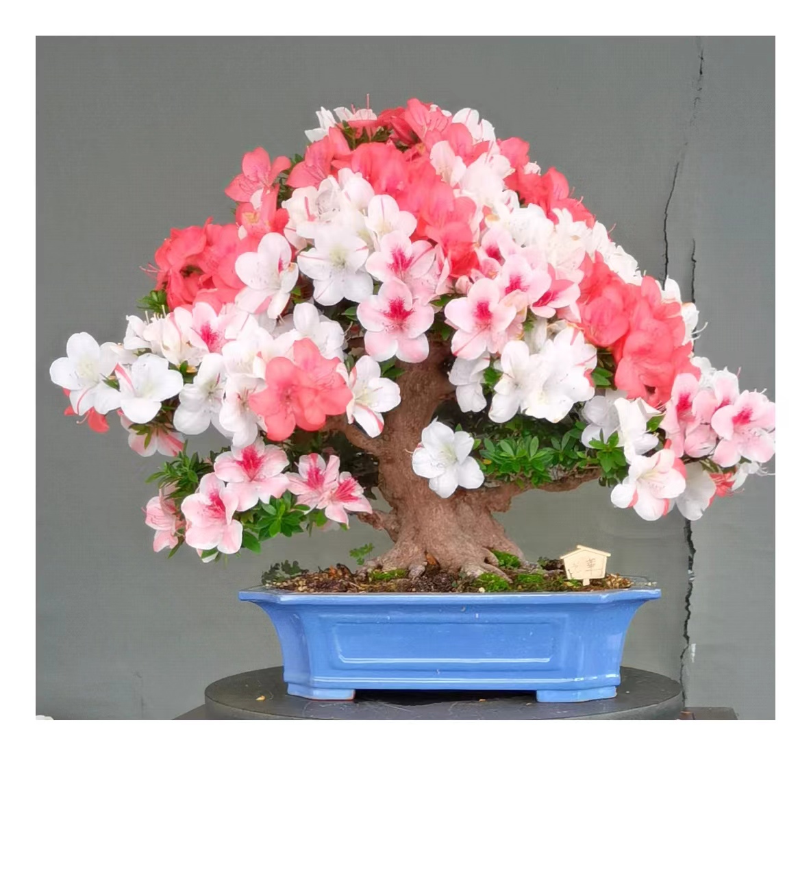 皋月杜鹃。造型美观 品种齐全 一物一拍