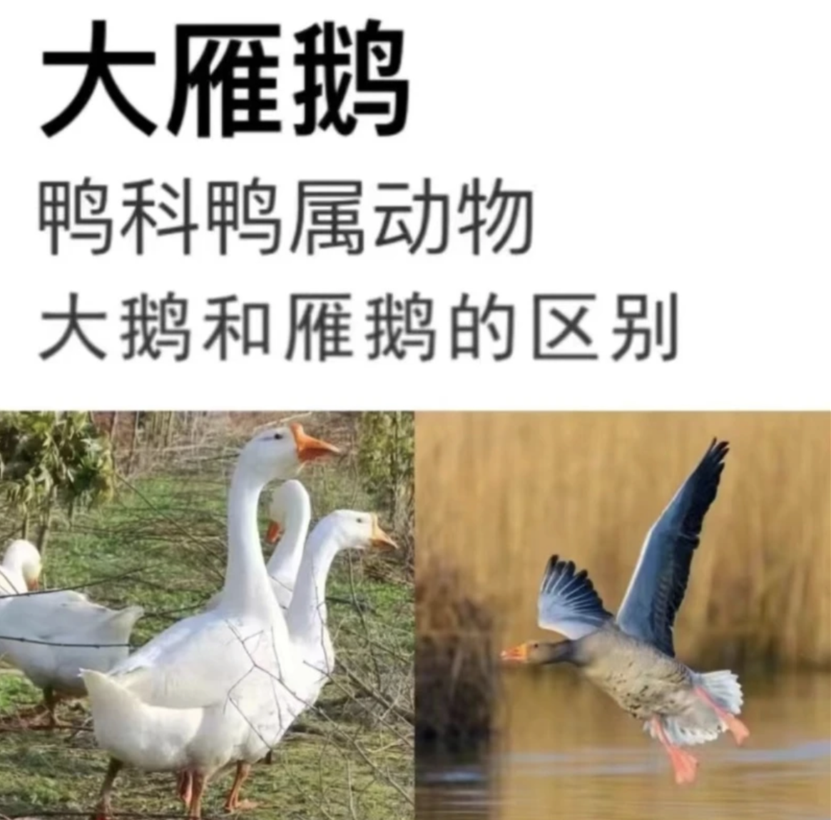 【2只装】大雁鹅拍一只送一只杀完后净重共大概8斤左右