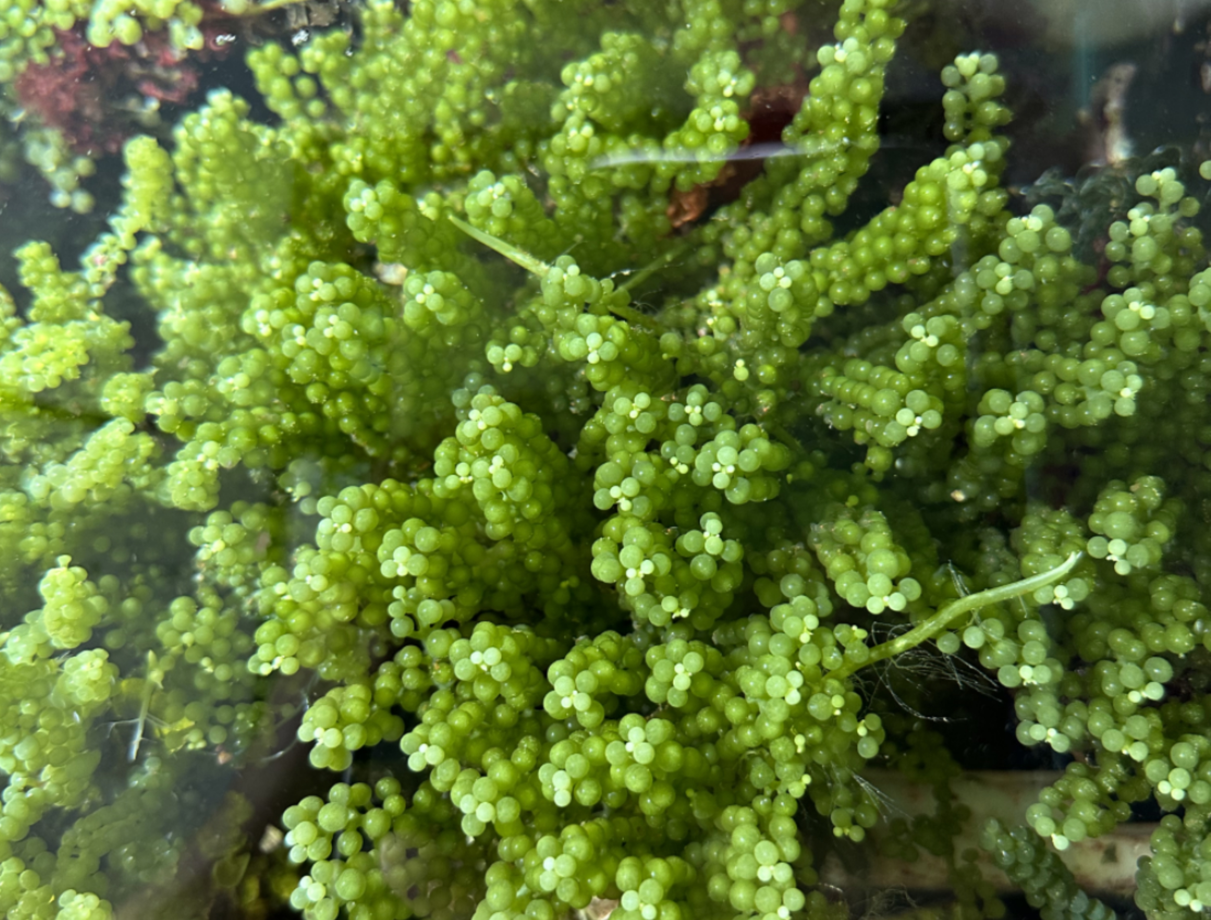 海水缸水草净化水质用藻直播间下单