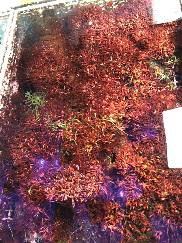 红千层藻海水高等藻