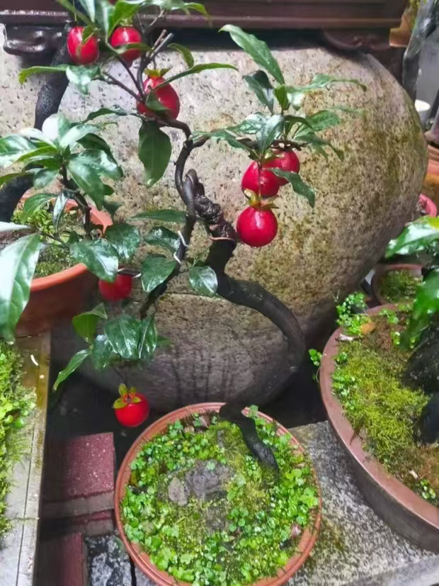 金弹子鲜花绿植园艺一物一拍