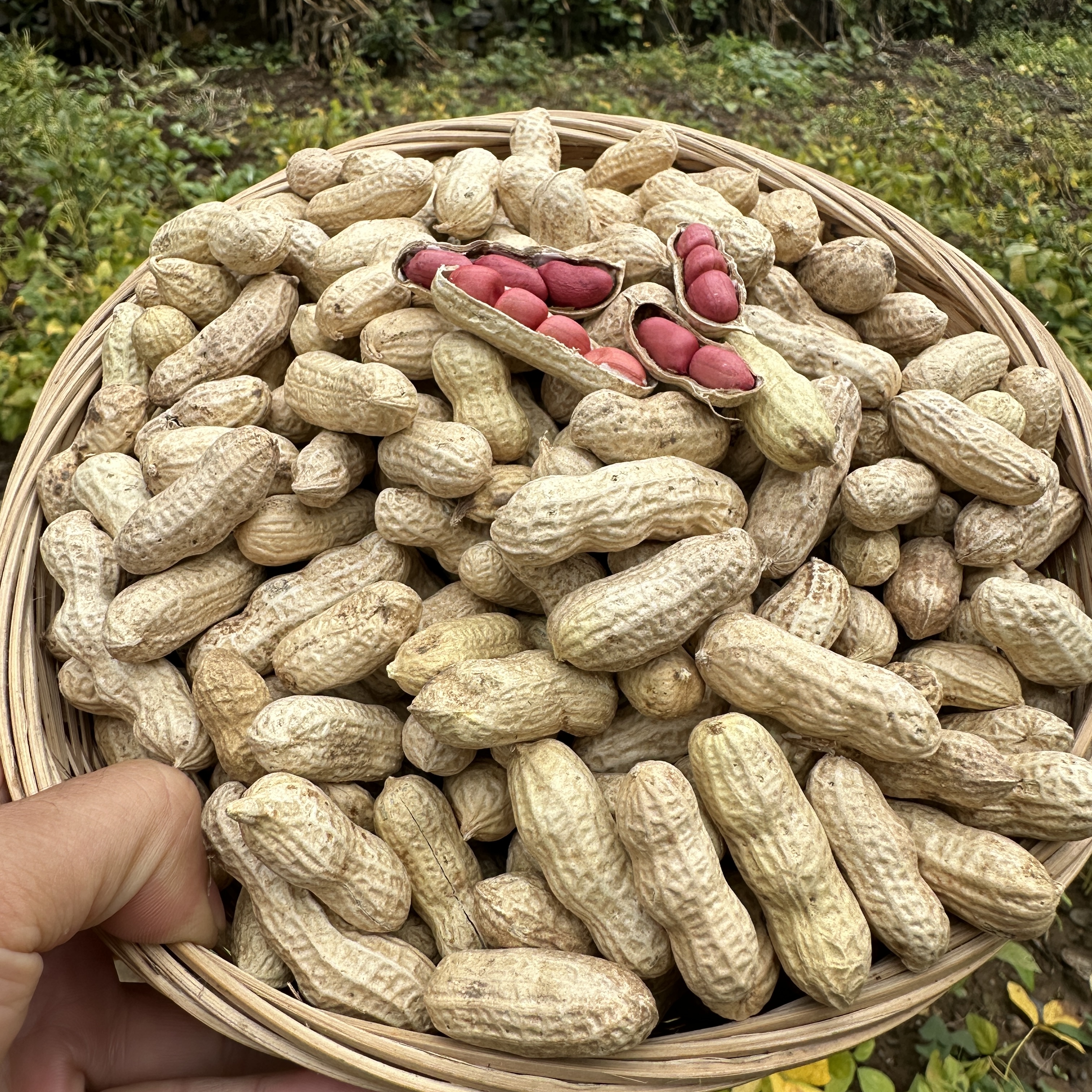 神农架老乡自产红皮花生带壳【阿凯甄选】