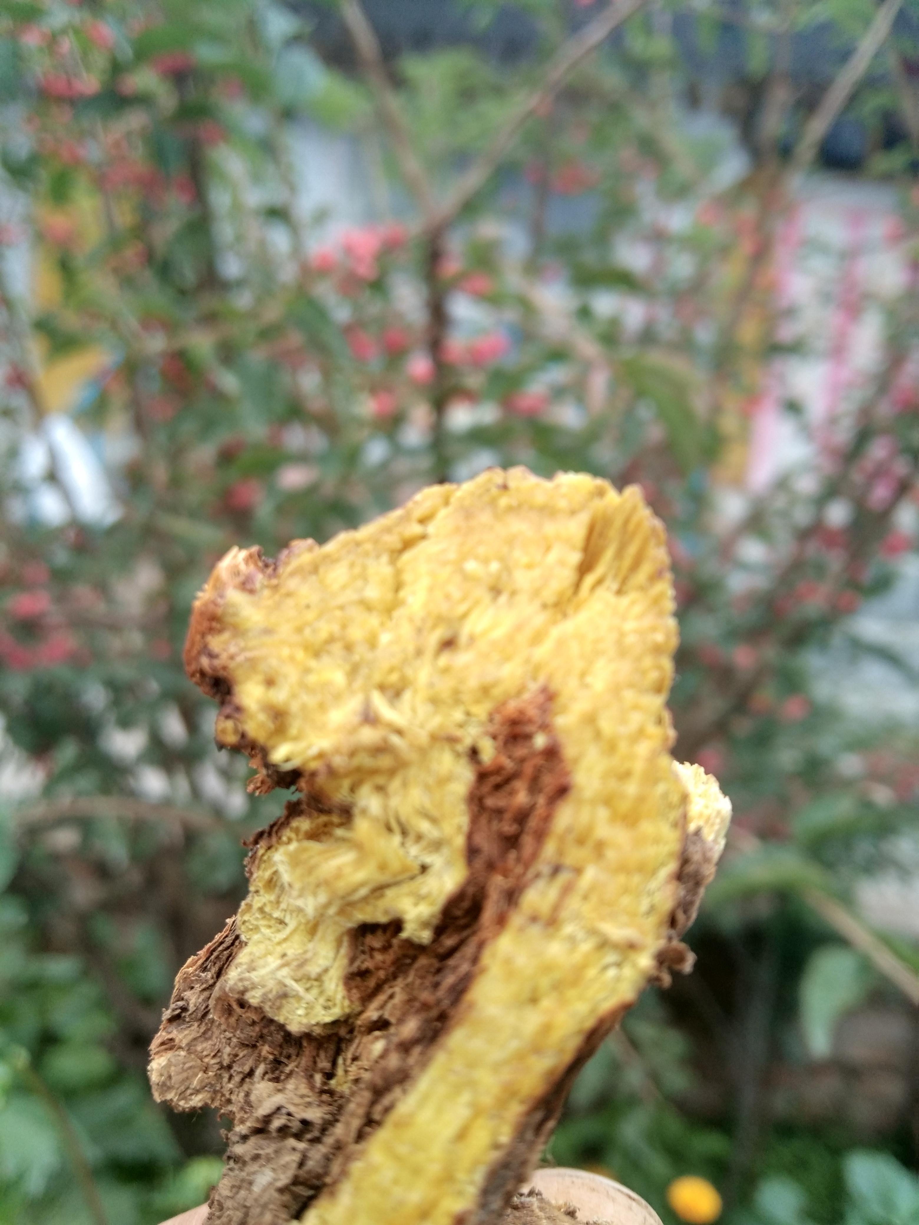野生黄苓500g包邮