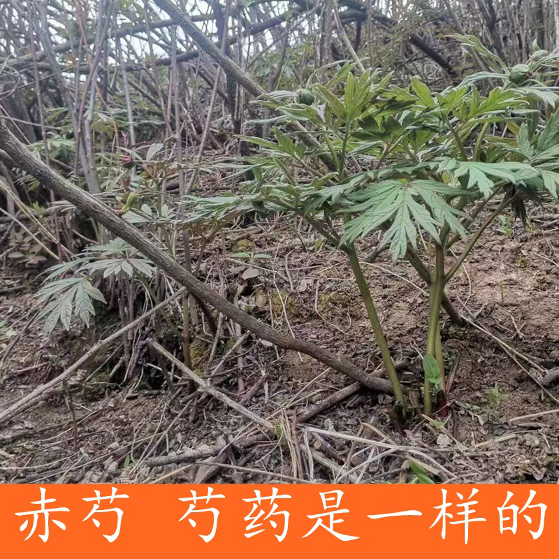 正宗野外采挖 赤芍