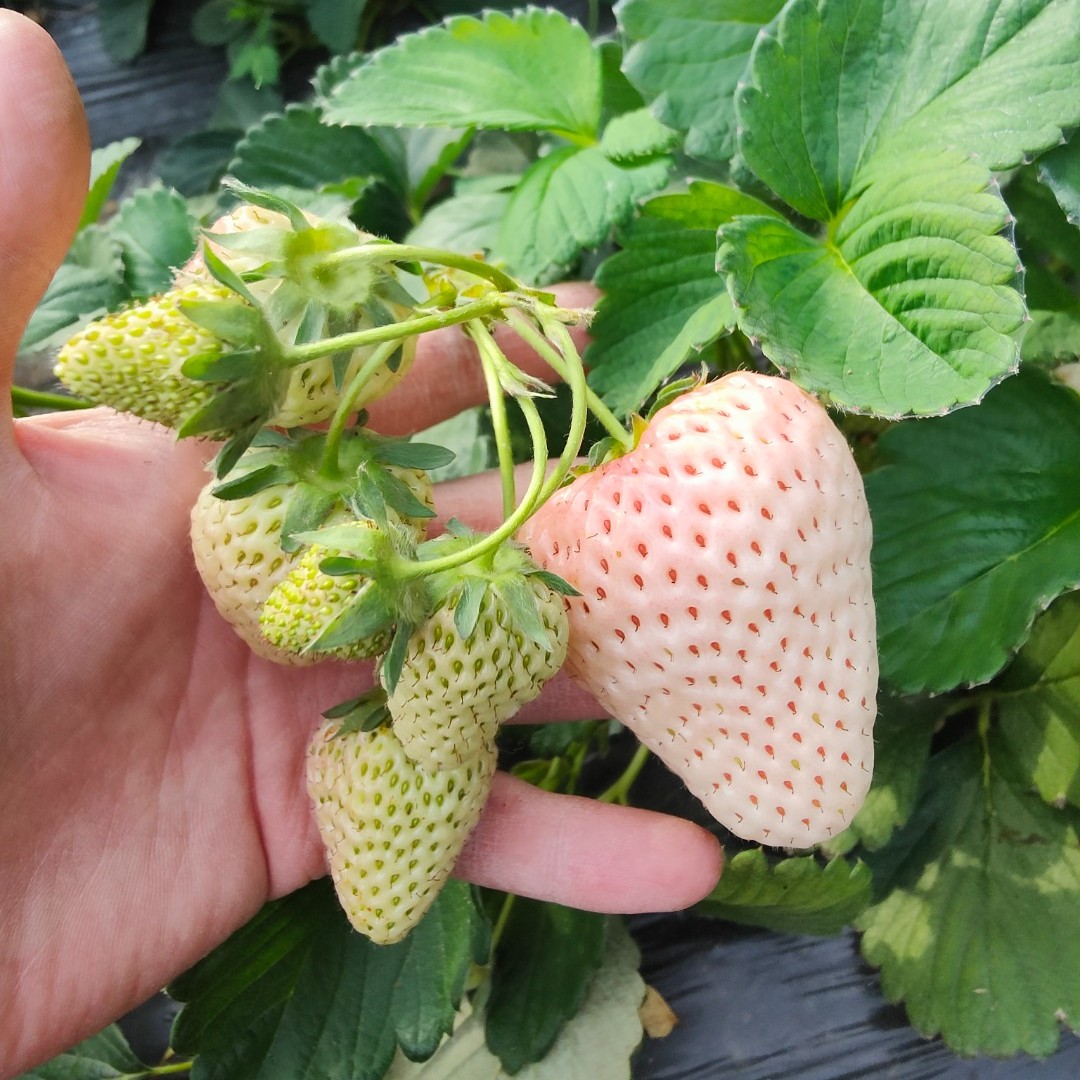 梦之莹草莓苗穴盘苗盆栽地载红颜四季结果阳台种植草莓苗秧苗
