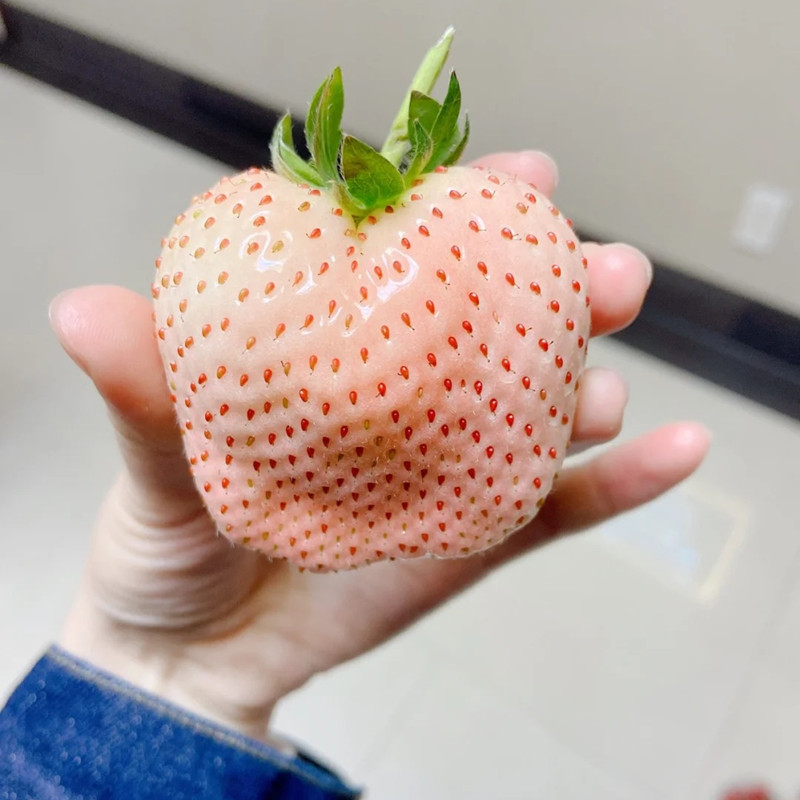 粉玉2号草莓苗穴盘苗脱毒二代苗带土发货阳台盆栽南方北方种植