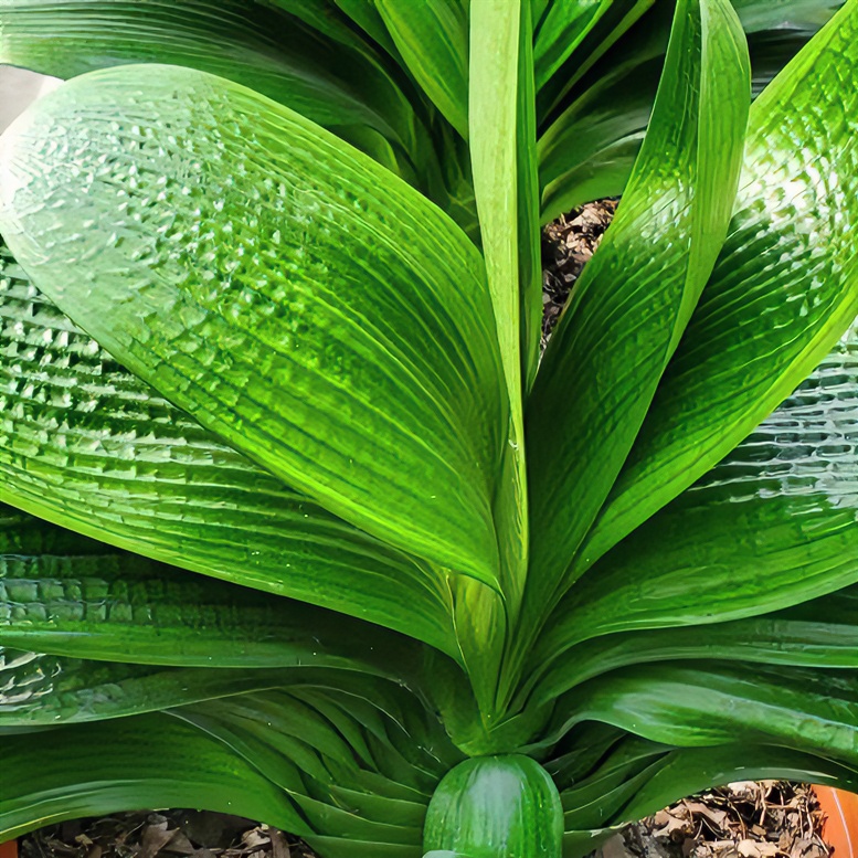 德馨精品宽短圆君子兰猴面包树（三）植物春季栽培秋季办公室美观