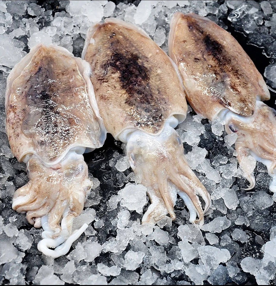 天然野生墨鱼5斤装