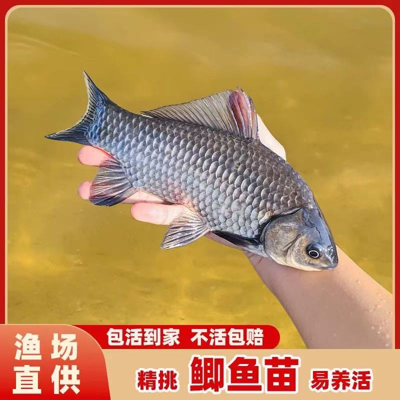 中科鲫鱼土鲫四大家鱼活体宠物鱼养鱼观赏鱼苗淡水养殖