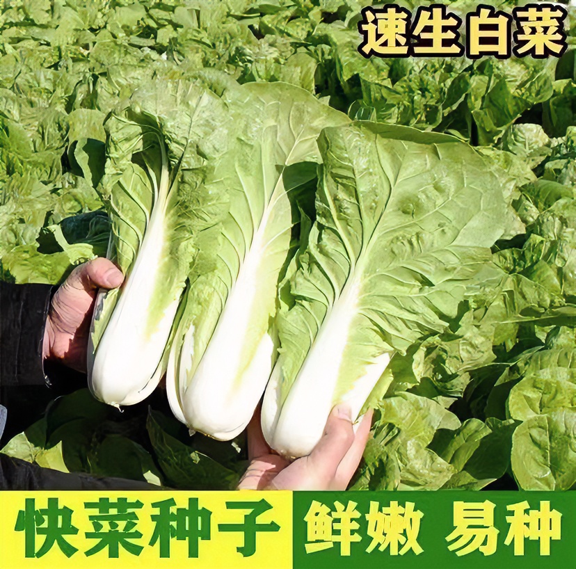 奶油快菜种子优选抗病高产易发芽四季种植优质种子【拍2送1】