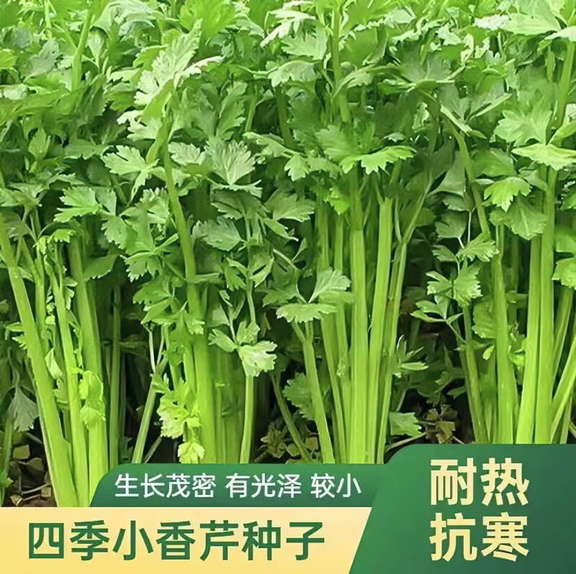 四季小香芹种子小芹菜种籽农家菜园四季播盆栽阳台庭院蔬菜种籽