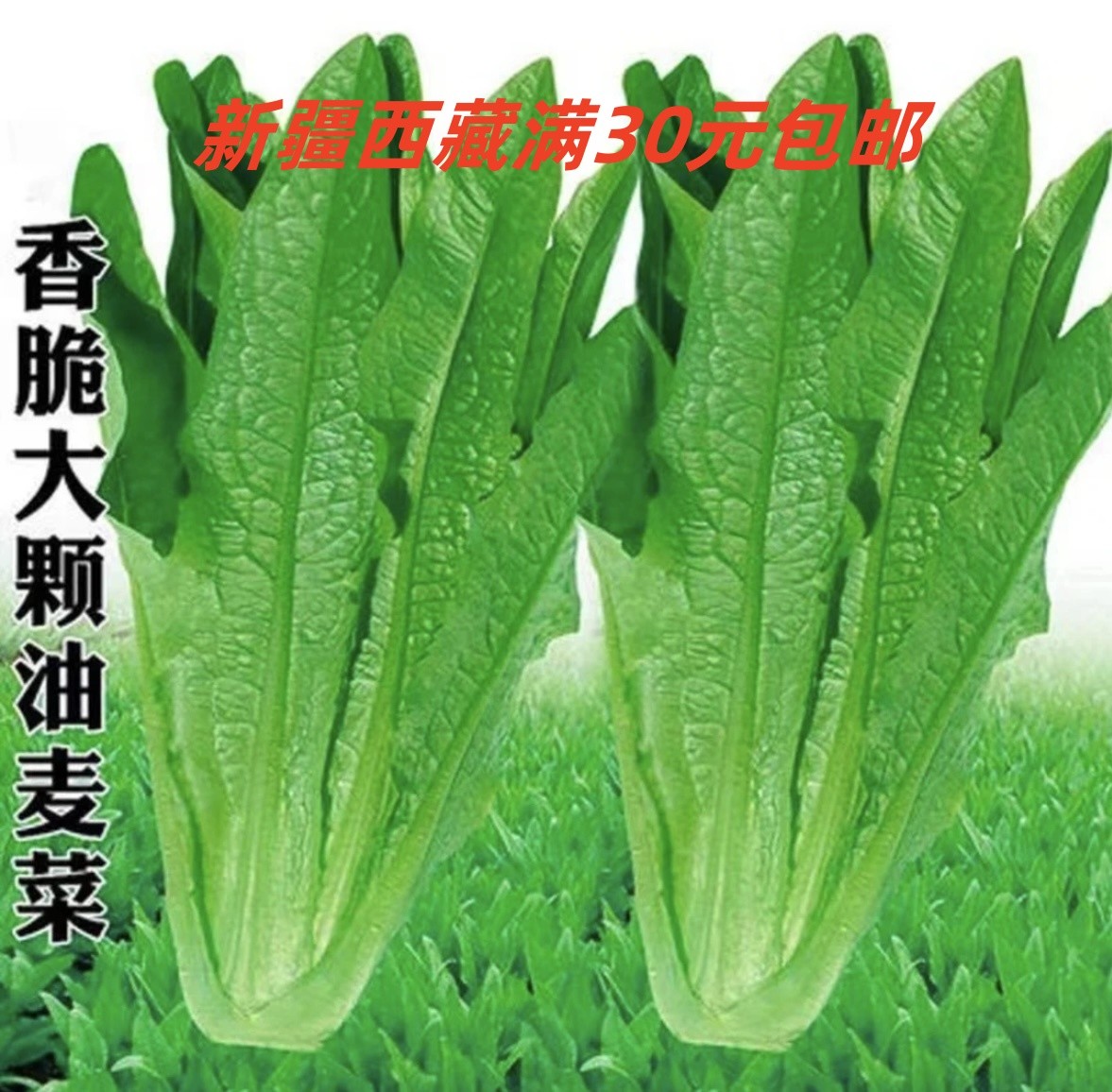 油麦菜种子 清香甜脆不苦 工厂直营优质四季蔬菜种子（拍2送1）