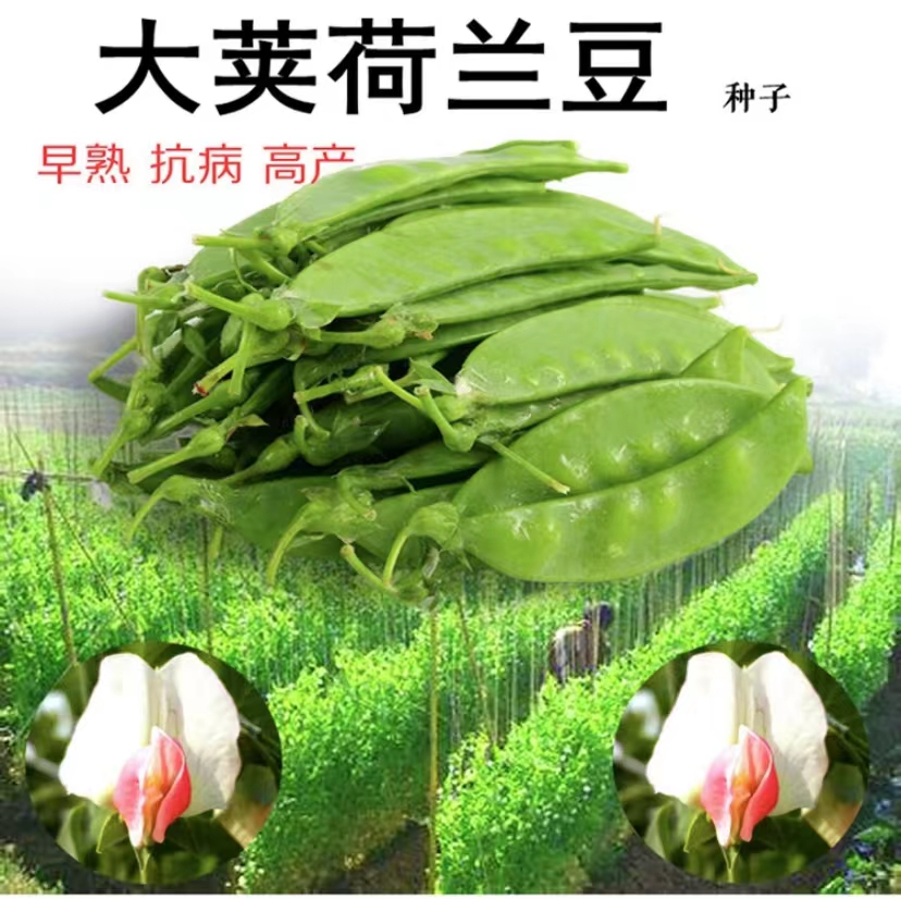 【拍2送1】荷兰豆臭菜种子甜脆大荚春秋种植种籽易种无纤维播种