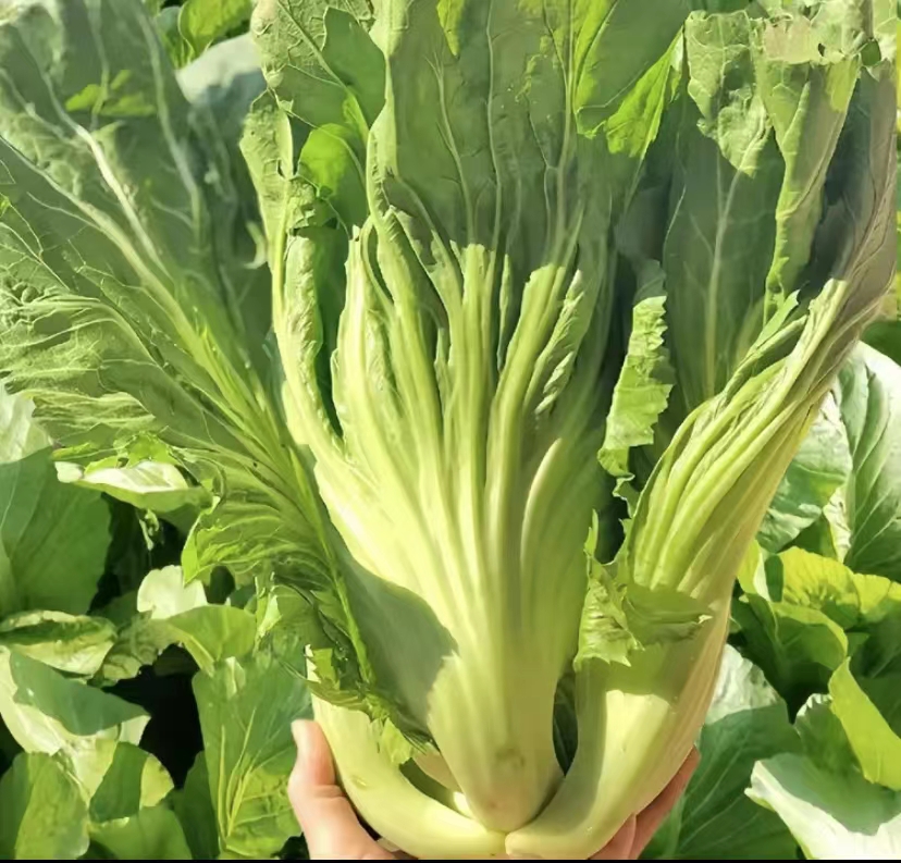 【拍2送1】大肉包心芥菜种籽甜芥菜籽腌制酸菜高产大芥菜种子