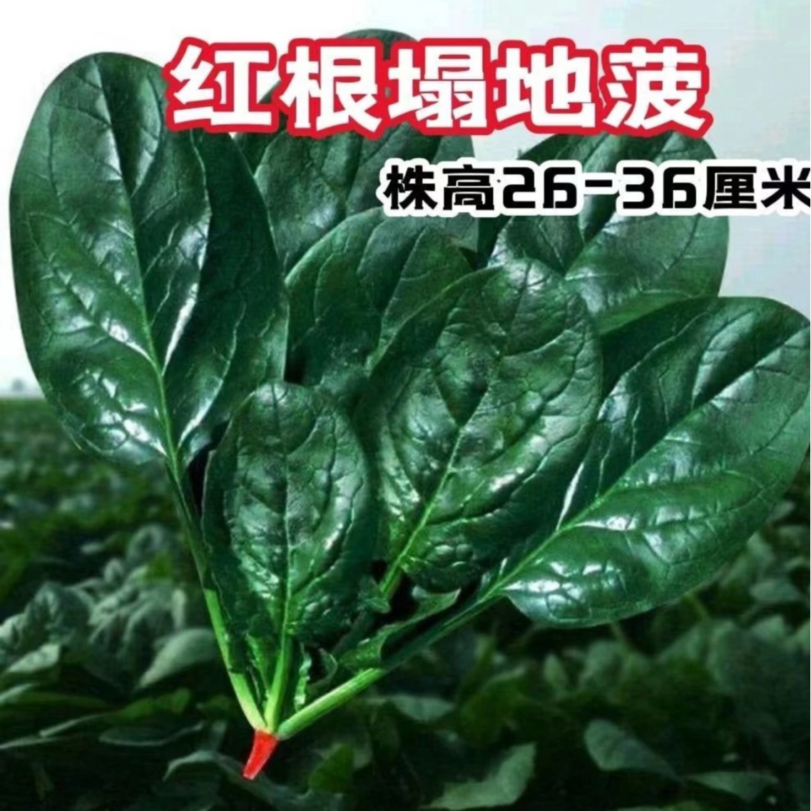 【趴地菠菜种子】好吃营养耐热不招虫没有涩味蔬菜种子（拍2送1）