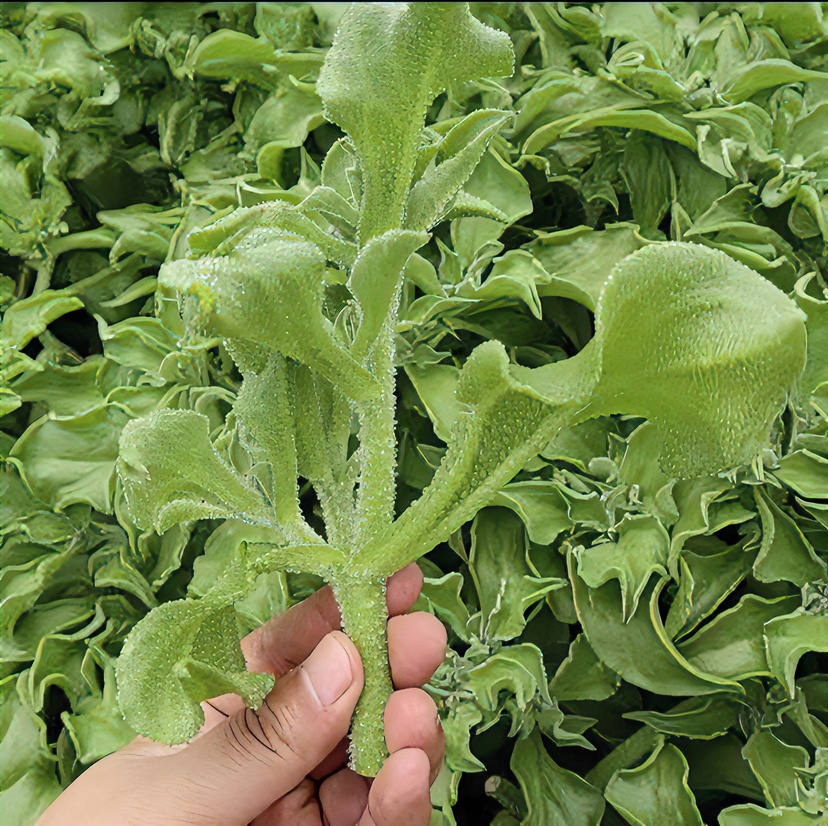 冰菜种子花盆可种耐旱易种微量元素丰富蔬菜种子【拍2送1】