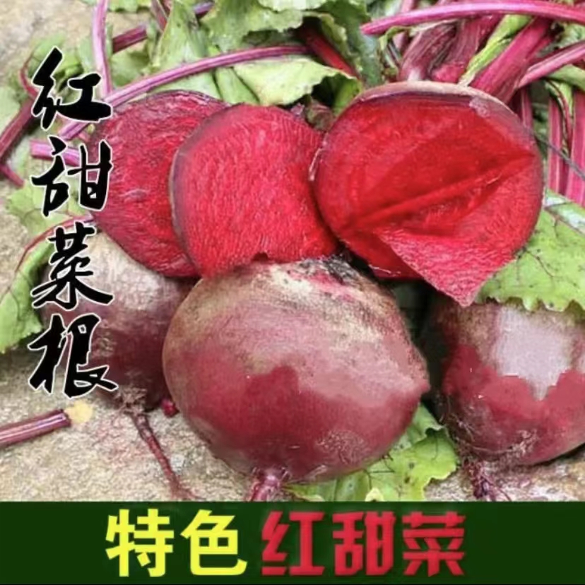 【拍2送1】红甜菜种子紫菜头春秋播种高产甜菜种子阳台盆栽蔬菜种籽