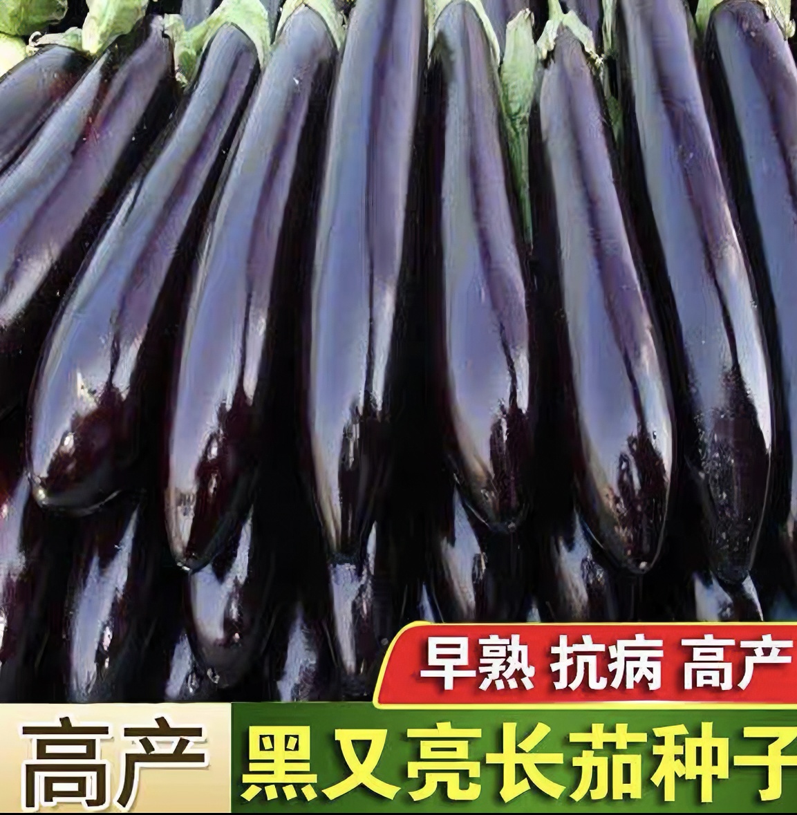 墨玉长茄子高产抗病易种植优质茄子种子（拍2送1）