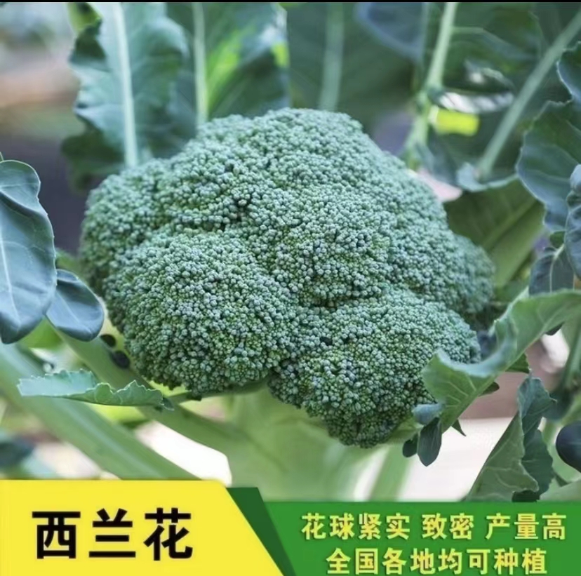 绿霸西蓝花种子四季西蓝花高产抗病蔬菜种子（拍2送1）