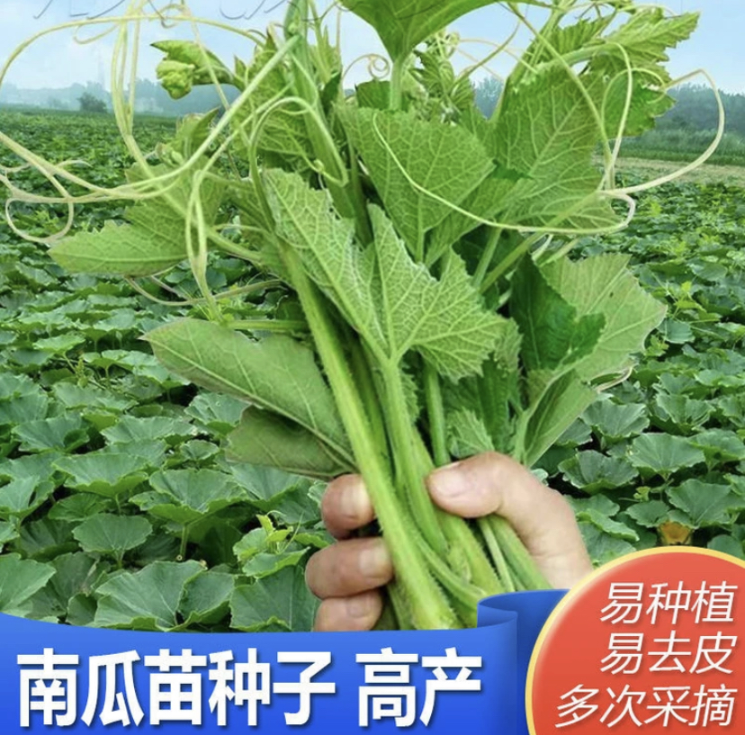 绿健南瓜尖苗种子专吃茎嫩叶四季种植盆栽地栽蔬菜种子【拍2发3】