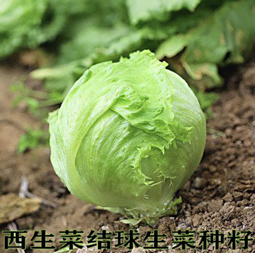 【拍2送1】结球生菜种子生菜种子包心球形阳台四季盆栽蔬菜种籽