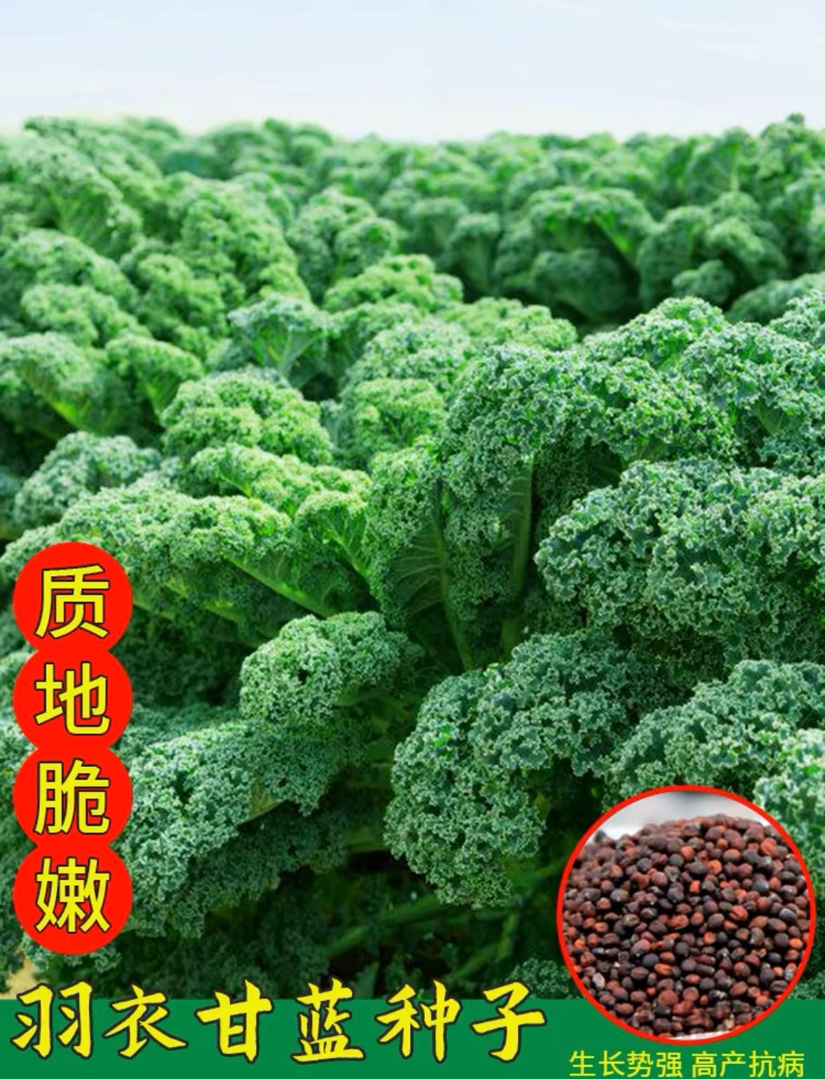 羽衣甘蓝种子四季耐热耐寒盆栽可种富含微量元素蔬菜种子【拍2送1】