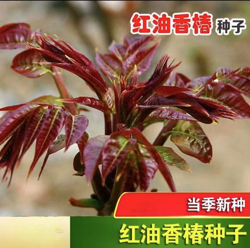 【拍2发3】香椿种籽速生红油香椿种子红叶香椿四季农家蔬菜种籽