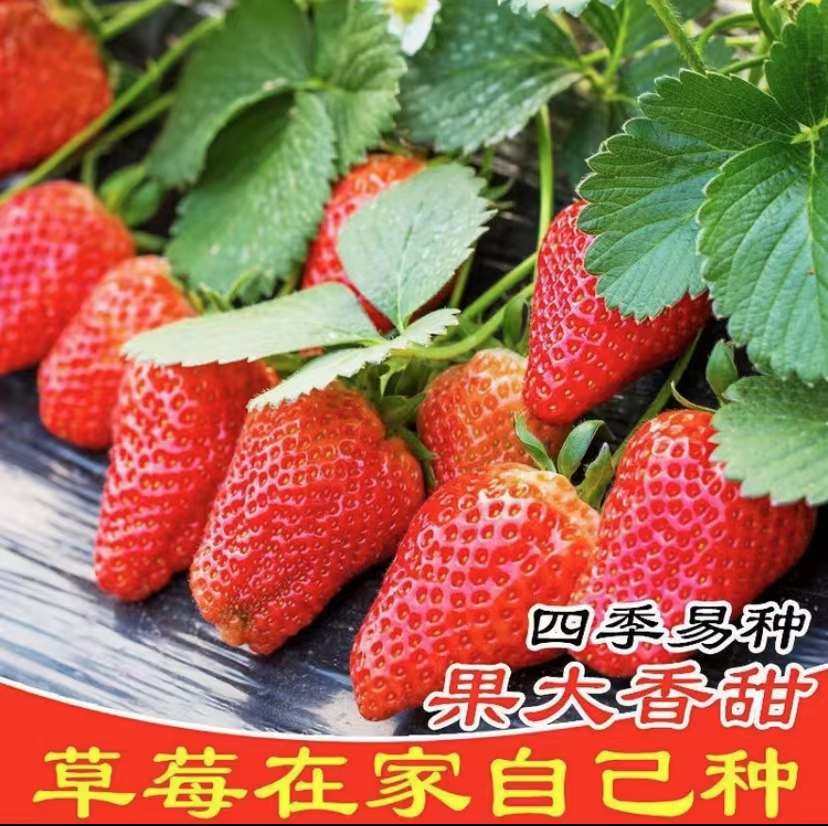 奶油红草莓/奶油白草莓种子四季种植盆栽地栽蔬菜种子（拍2送1）