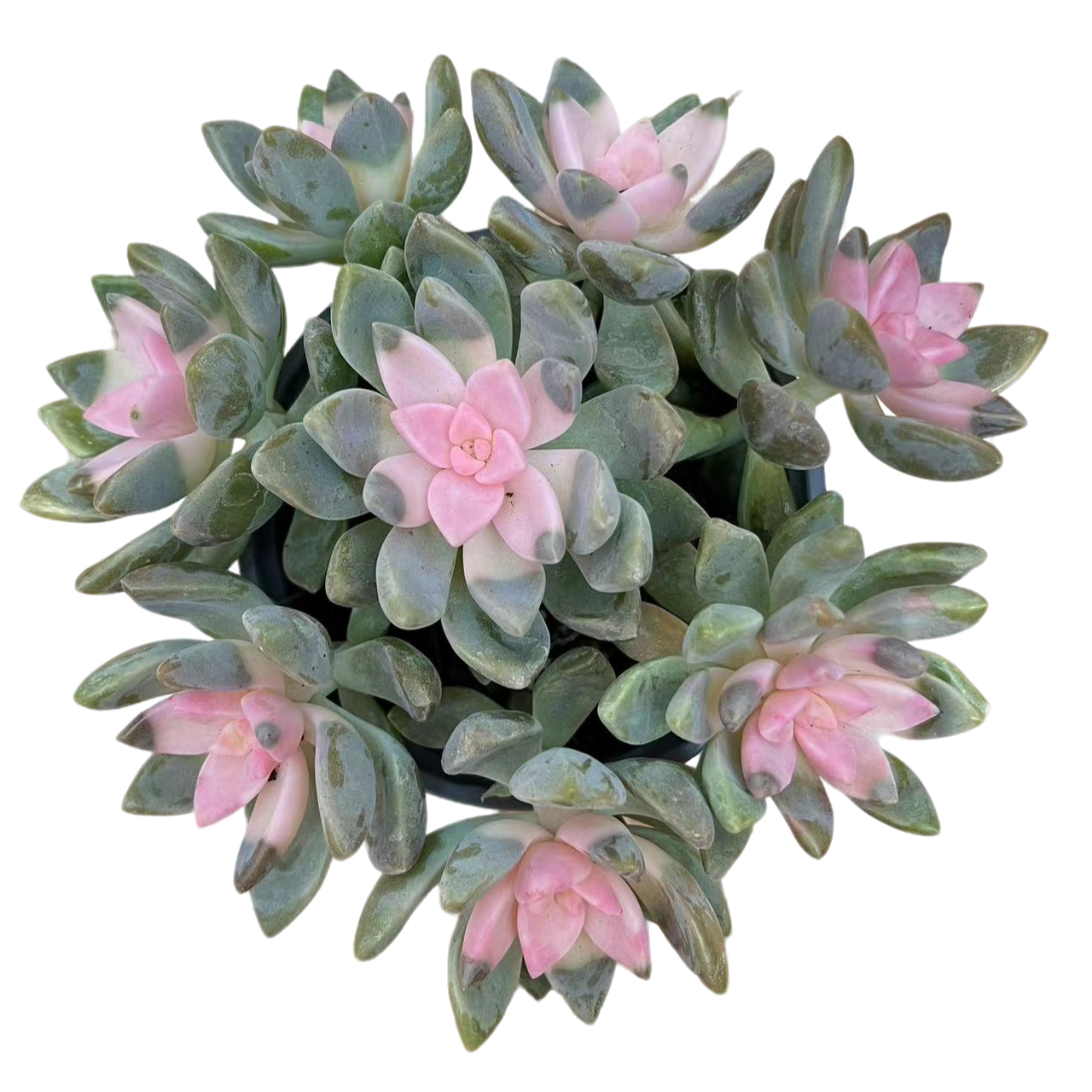 花蔓园艺 浪漫樱花锦 带盆带土