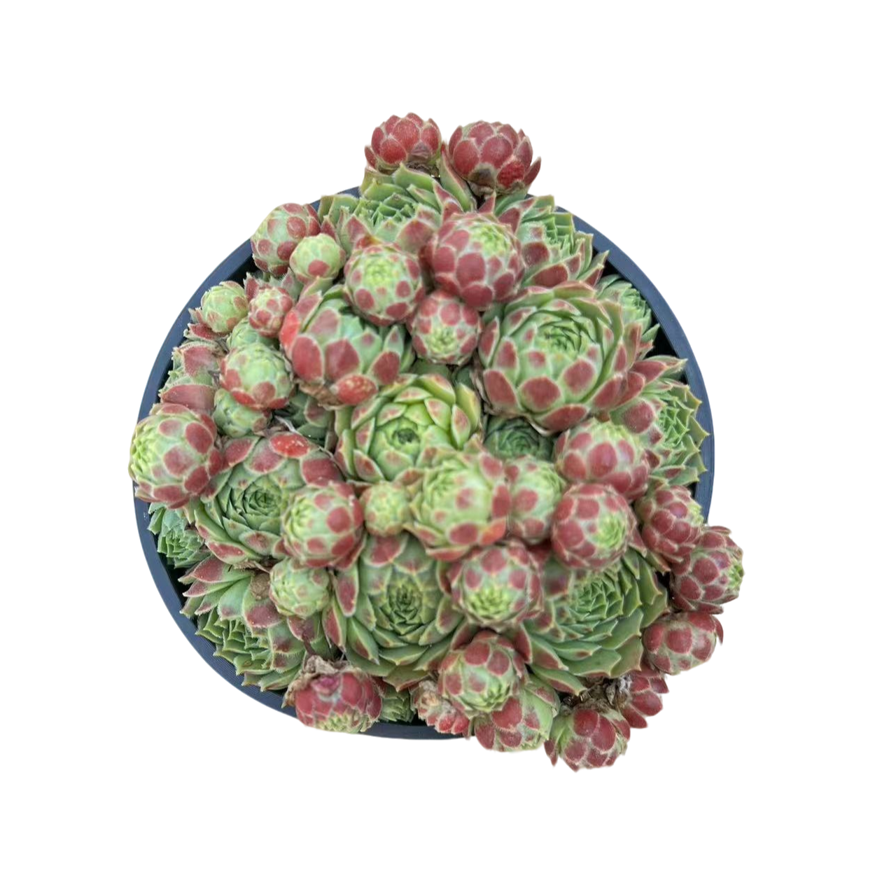 花蔓园艺 长生草爱德华球 带盆土
