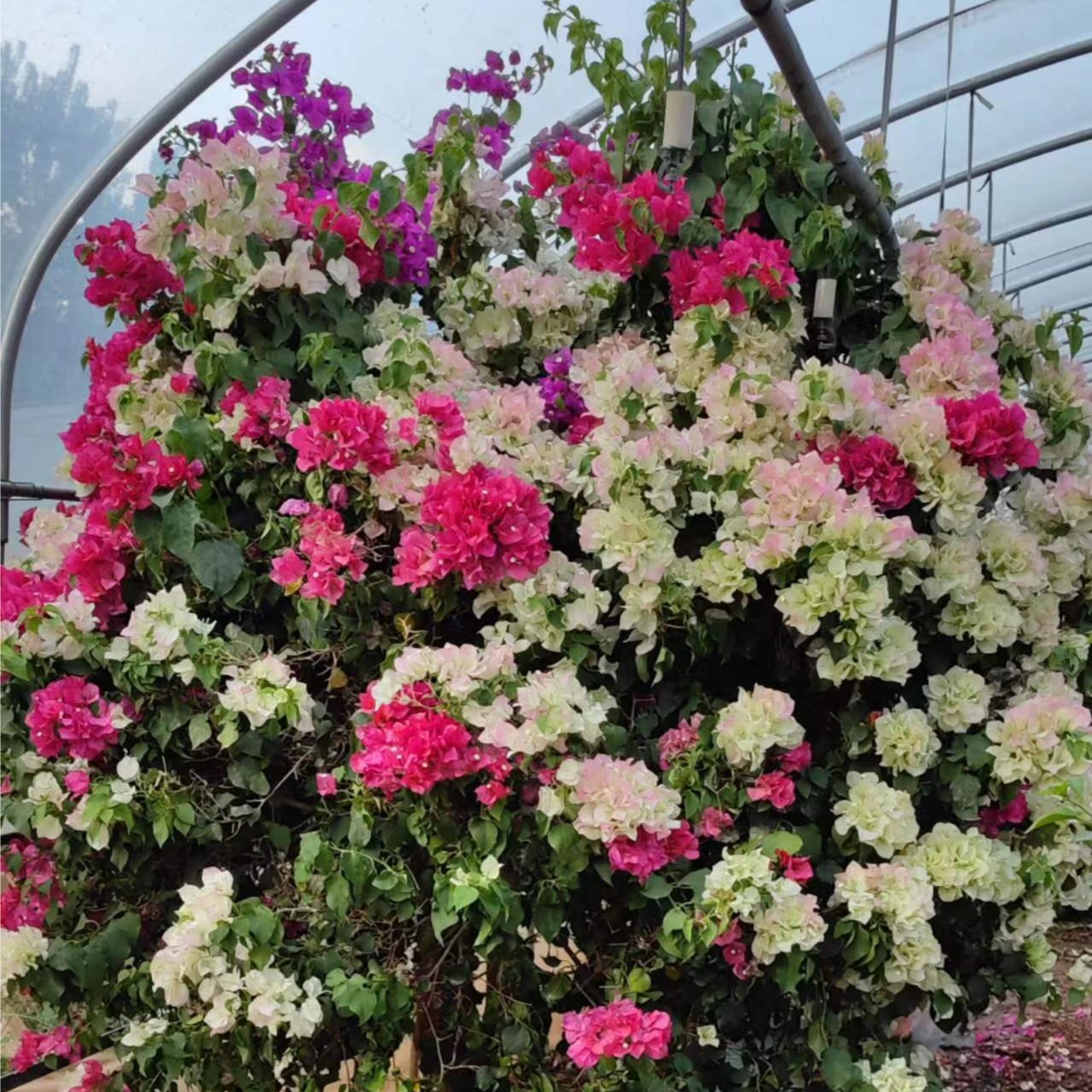 彩色七彩三角梅绣球塑胶嫁接大桩