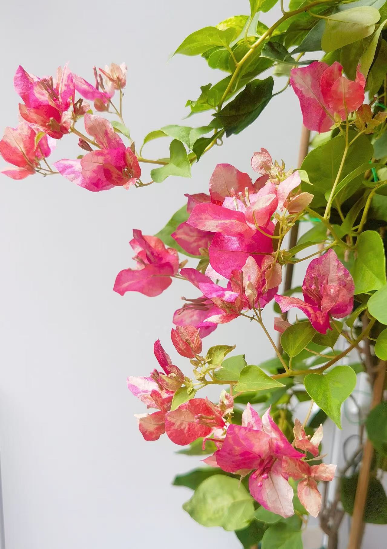 三角梅一物一拍专属链接四季常青常绿盆栽观花观叶