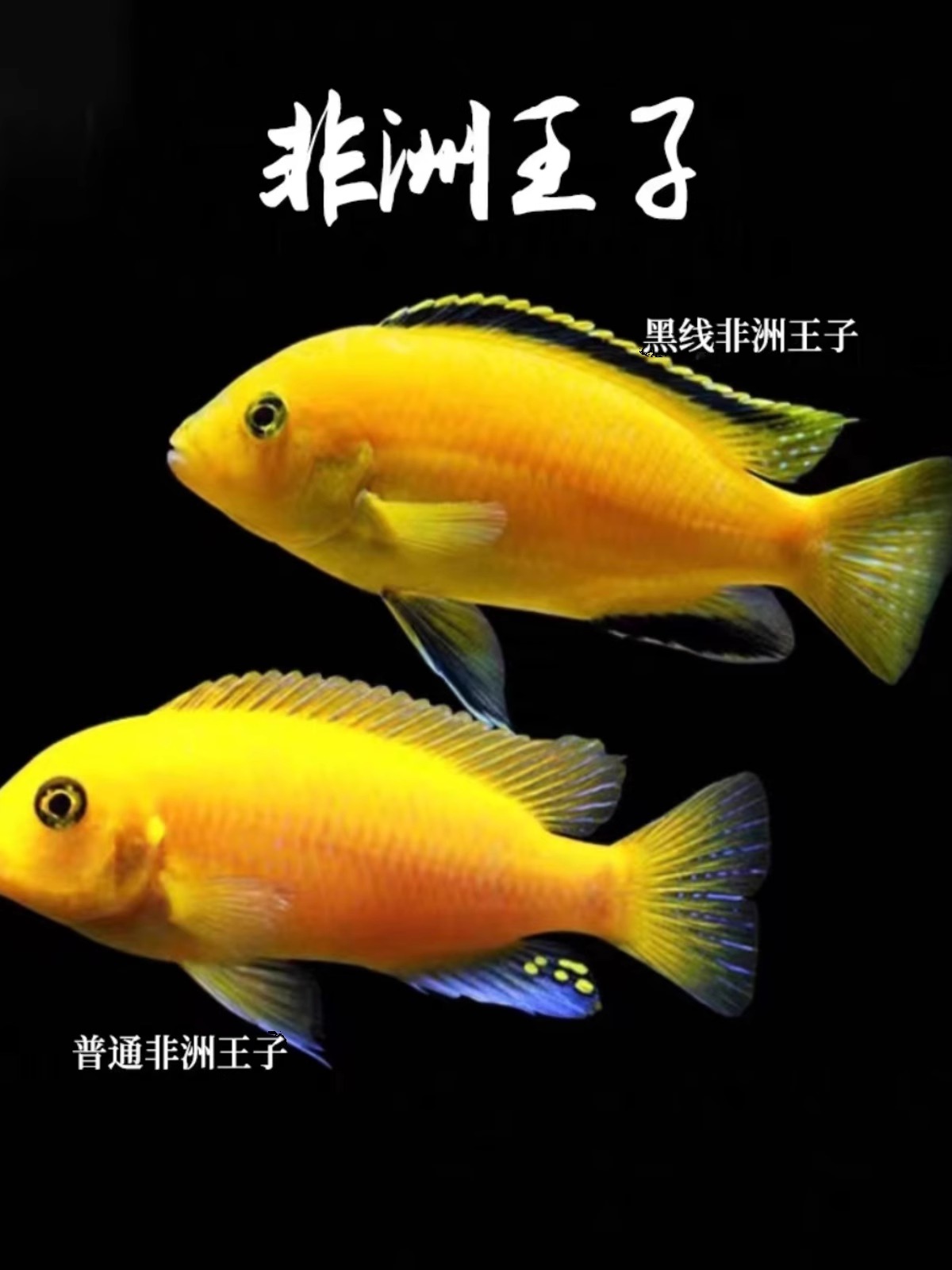 非洲王子鱼特兰斑马鱼大骷髅鱼岩栖慈鲷小型热带淡水鱼好养不掉色